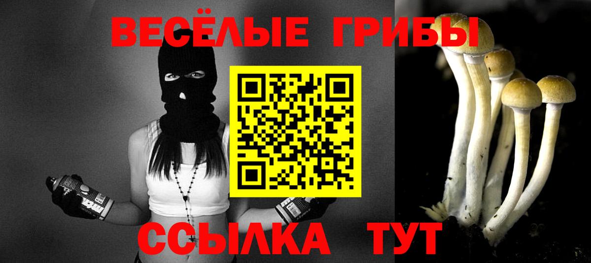 Галлюциногенные грибы Psilocybine cubensis Геленджик